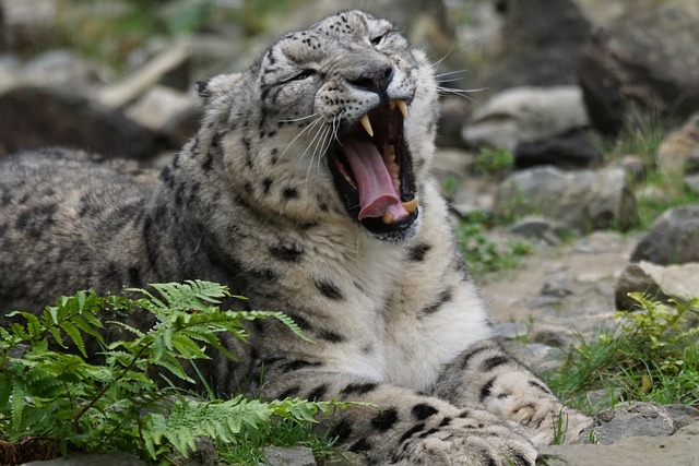 snow-leopard-973244_640